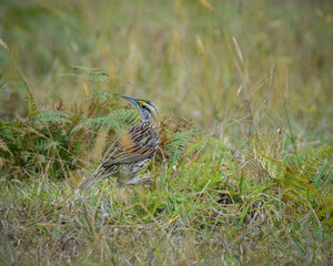 Sturnella Magna, Southern Meadowlark on a grass field taking advantage of his mimicry.