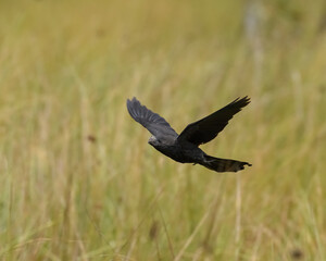 Crotophaga Ani, Smooth blilled Ani joyfully flying over a grassland. Activity. summer.
