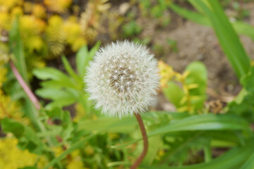 Closeup of a Dandelion flower