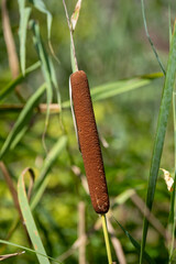 Cattails along a trail in a Provincial Park in Ontario.