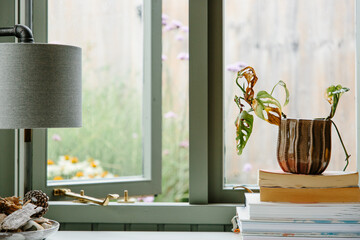 A very sad house plant