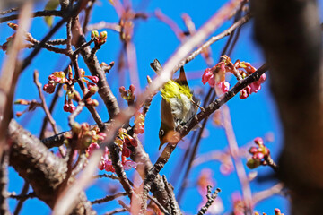 The Japanese White-eye on a branch