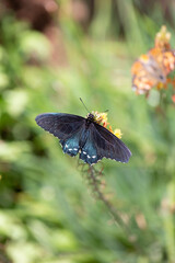 Papilio polyxenes spicebush black swallowtail butterfly flutters colorful blue wings while balancing on a flower bloom full of nutritious pollen