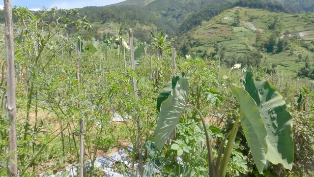 Cultivation of purple-trunked taro plants with an intercropping system with other vegetable crops such as chilies and spring onions