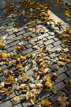 Fallen leaves