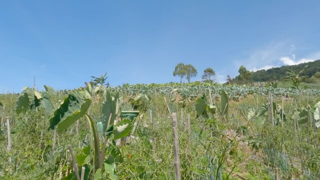 Cultivation of purple-trunked taro plants with an intercropping system with other vegetable crops such as chilies and spring onions