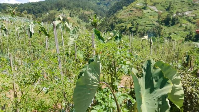 Cultivation of purple-trunked taro plants with an intercropping system with other vegetable crops such as chilies and spring onions