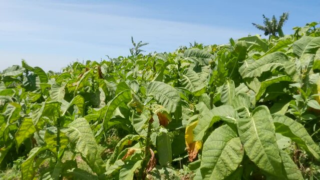 Mature and ready-to-harvest tobacco plants with broad green leaves swaying in the mountain breeze