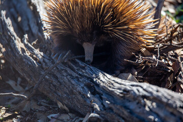 Echidna in the woods.