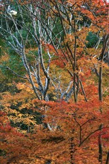 神峰山寺の紅葉　大阪府高槻市