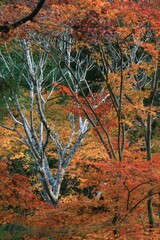 神峰山寺の紅葉　大阪府高槻市