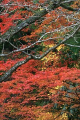 神峰山寺の紅葉　大阪府高槻市