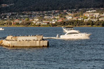 Comorant birds sitting on a concrete pier in the Derwent River, with a motor boat passing by