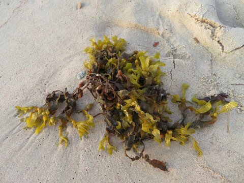 green algae in a beach