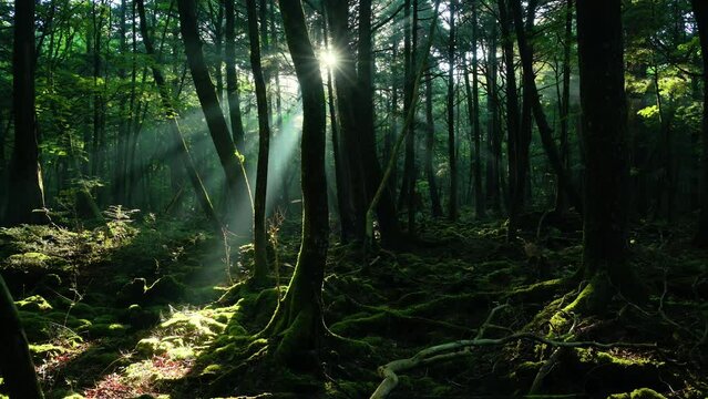 木漏れ日差す青木ヶ原樹海
