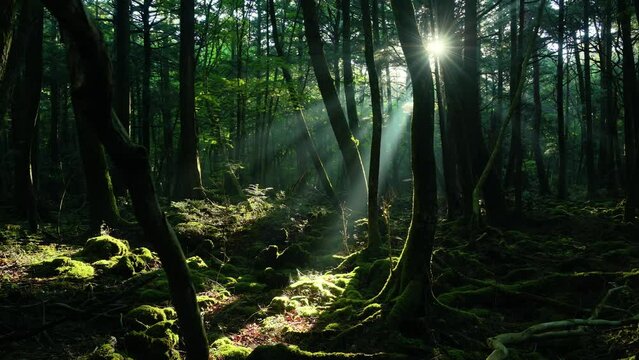 木漏れ日差す青木ヶ原樹海