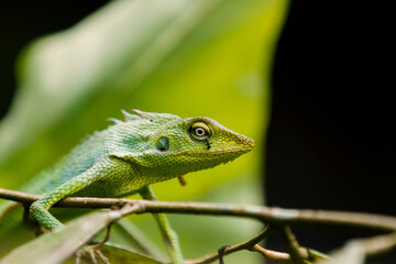 Maned Forest Lizard. green lizard on a tree (Bronchocela jubata)