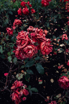 red dying roses