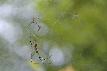 ジョロウグモの大きな雌と小さな雄