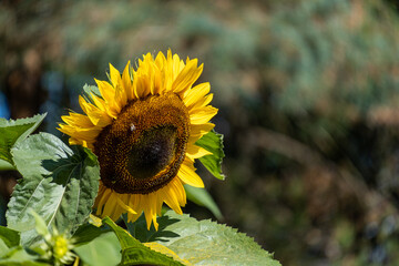 close up of a beautiful sunflower blooming under the sun with bee pollinating on top