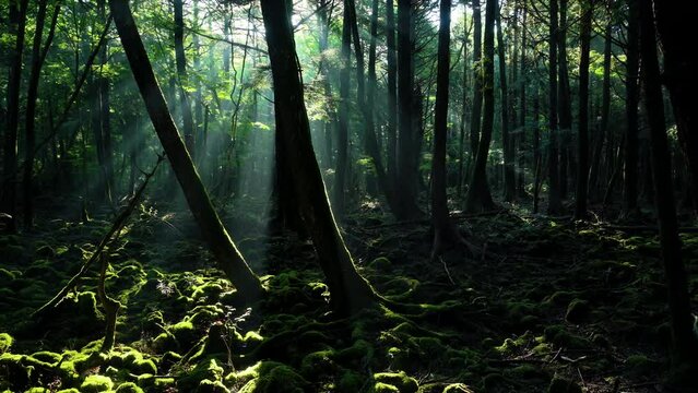 木漏れ日差す青木ヶ原樹海