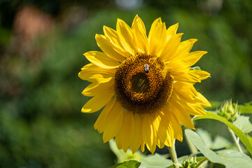 close up of a beautiful sunflower blooming under the sun with bee pollinating on top