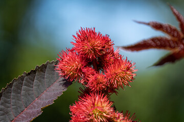 close up of beautiful red ricinus flowers blooming under the sun