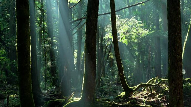 木漏れ日差す青木ヶ原樹海