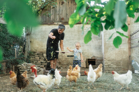 Senior Man Feeding The Chickens With His Grandson