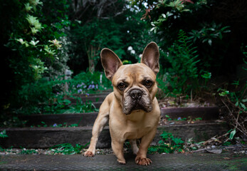 Nahaufnahme des Hundes. Französische Bulldogge im Garten.