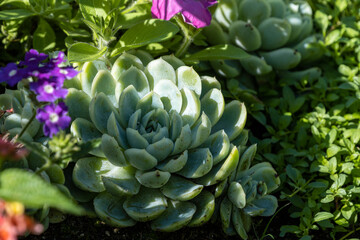 close up of a big tree houseleek under the sun in the park