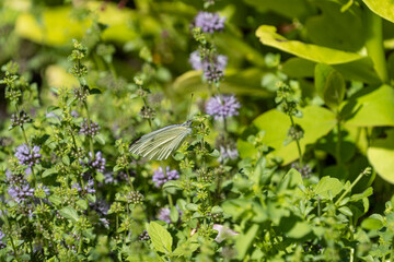 one white butterfly pollinating on the tiny purple catnip flowers on a sunny day in the park
