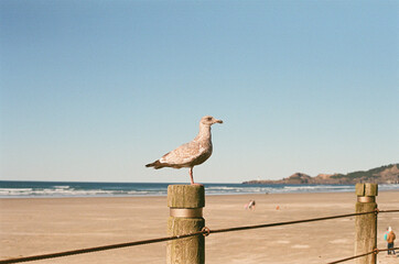 picture of a seagull at the beach