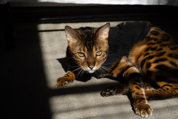 Bengal cat portrait.