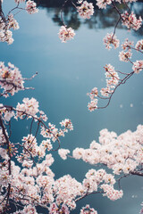 水と桜