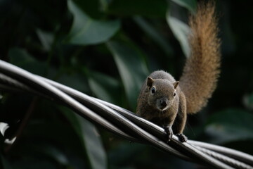 a squirrel walking on the power lines