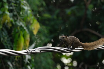 a squirrel walking on the power lines