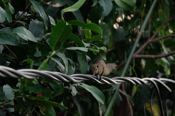 a squirrel walking on the power lines