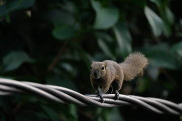 a squirrel walking on the power lines © seraj