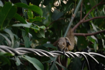 a squirrel walking on the power lines
