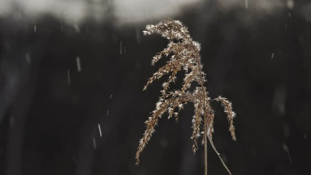 葦の穂と降雪