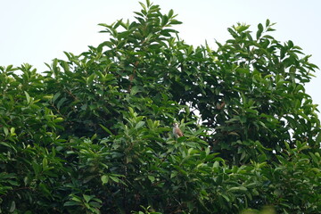 finches perched on a shady tree branch