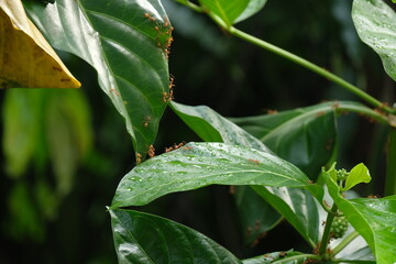 ants colonize walking on noni tree leaves
