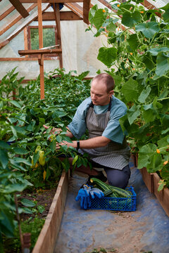 The gardener is harvesting on the plot