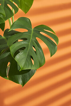Monstera leaves in orange backround with shadows