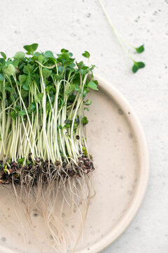 Overhead of freshly picked healthy Microgreen 
