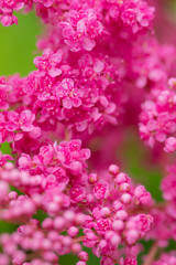 満開の赤いシモツケソウ
