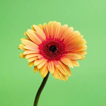 Orange gerbera