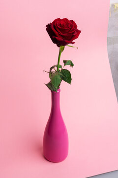 Red rose