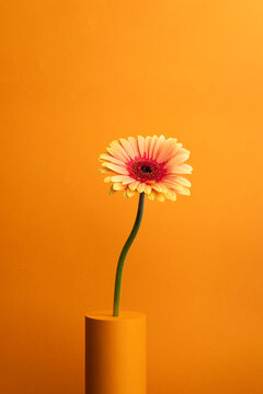 Gerbera with long green stem